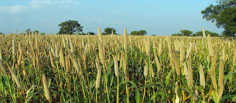 Millets Native breeds