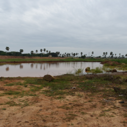 Renovation of Pond - work on process