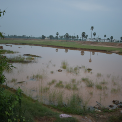 Renovation of Pond - work on process