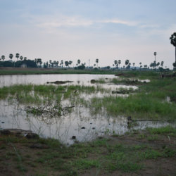 Renovation of Pond - work on process