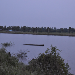 Pond filled with water