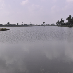 Pond filled with water