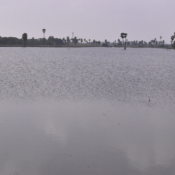 Pond filled with water